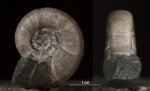 Eogaudryceras