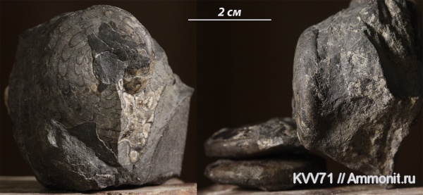 Arctoceras septentrionale, Arctoceras