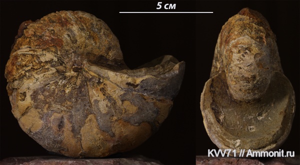 наутилусы, Cymatoceras, Nautilida
