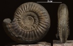 Parkinsonia cf. zatwornitzkii Besnosov с Дагестана Parkinsonia cf. zatwornitzkii Besnosov с Дагестана