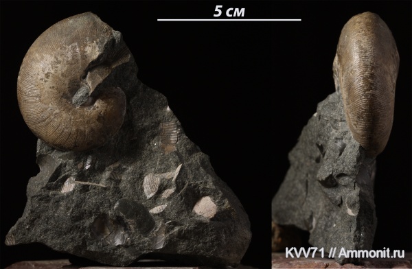 Euphylloceras, Euphylloceras anthulai