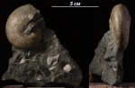 Euphylloceras anthulai