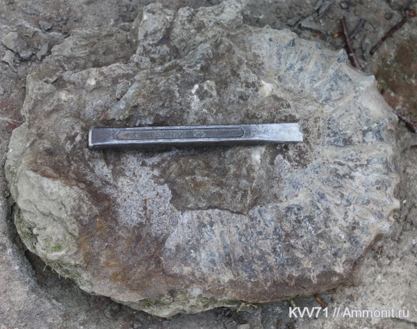 Pseudocrioceras, Ancyloceratidae