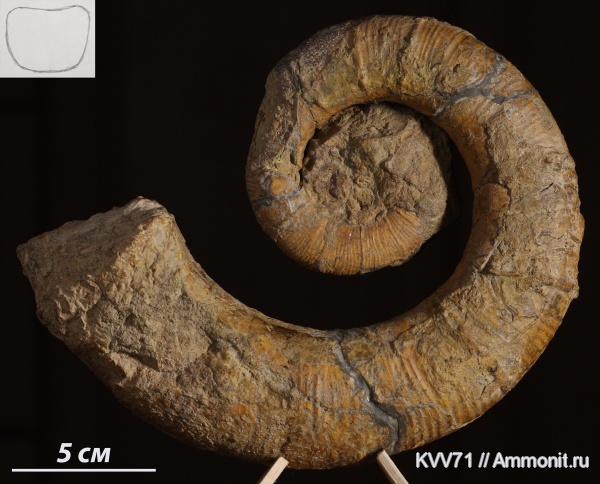 Crioceratites
