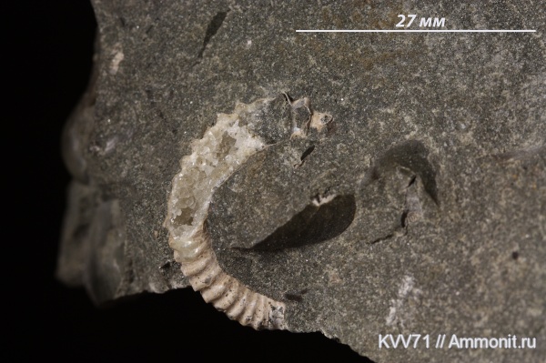 Leptoceras