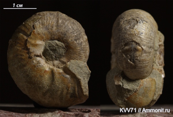 Desmoceratidae, Valdedorsella, Desmocerataceae, Valdedorsella akuschaence