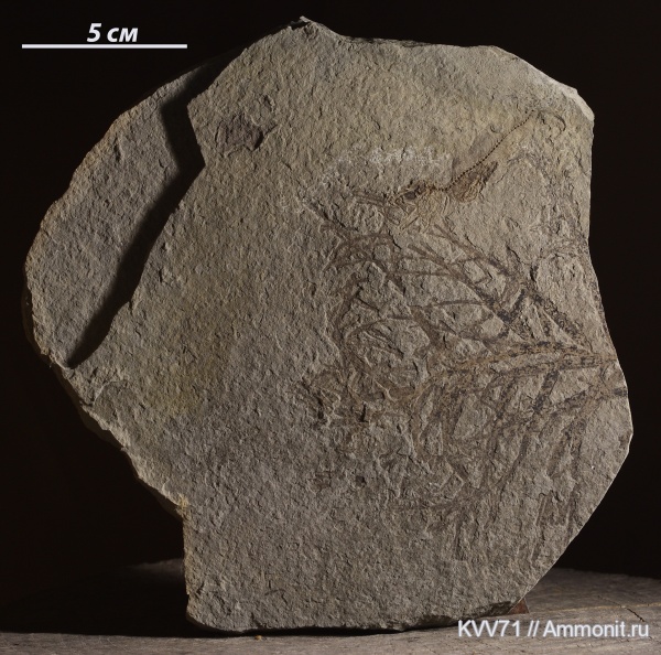 Gadidae, fish