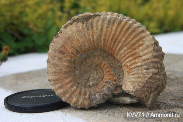 Ammonitoceras