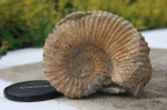 Ammonitoceras