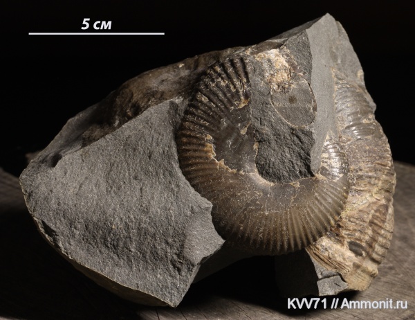 Adabofoloceras, Adabofoloceras belinskji