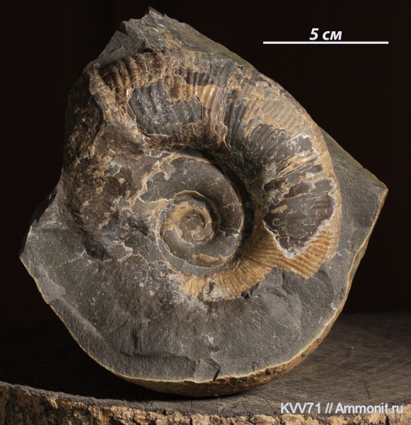 Dinolytoceras zhivagoi, Dinolytoceras, Lytoceratina, Lytoceratidae