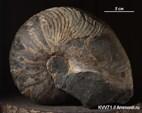 наутилусы, Cymatoceras, Nautilida