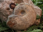 Parahoplites
