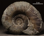 Dinolytoceras zhivagoi Besnosov