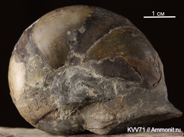 Calliphylloceras