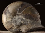 Calliphylloceras