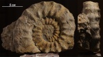 Краснодарский  Peltoceras (Peltomorphites) ex gr. subtense (Bean et Leckenby)