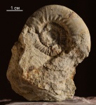 Alligaticeras alligatum (Leckenby), верхний келловей