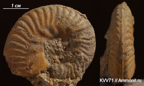 Putealiceras