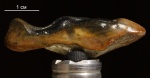 Зубная пластина Ptyctodus sp.