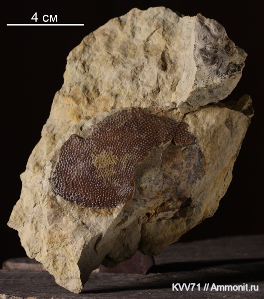 Placodermi, plourdosteus