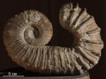 Pseudocrioceras sp.