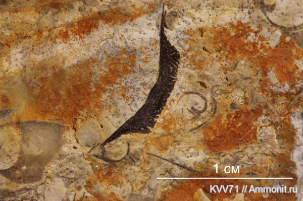 Placodermi