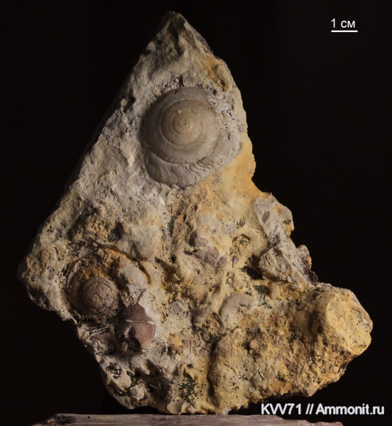 Platyschisma