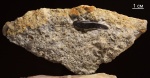 Тритор Ptyctodus sp.