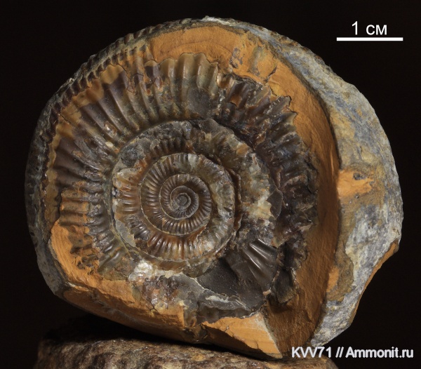 Prorsisphinctes