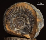 Prorsisphinctes sp.