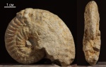 Ochetoceras canaliculatum