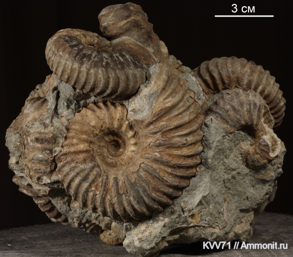 Parahoplites, Parahoplitidae