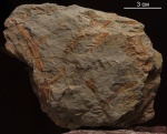 Sphenophyllum