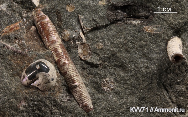 Pseudocrioceratites