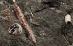 Pseudocrioceratites? Фото для дискуссии