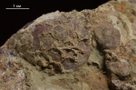 Atrypa с кораллами Aulopora