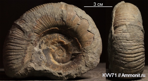Dinolytoceras zhivagoi, Dinolytoceras, Lytoceratina, Lytoceratidae