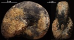 Cladiscites sp.