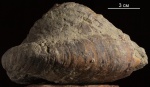 Gervillaria  alaefomis Sow.