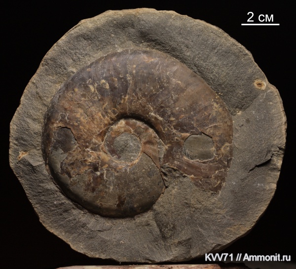 Dorsetensia, Sonniniidae