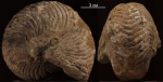 Cymatoceras