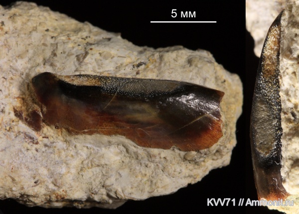 Placodermi