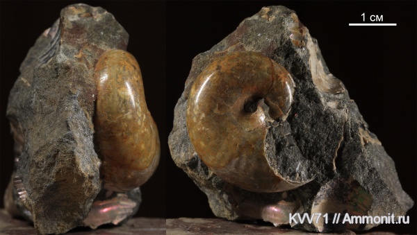 Phyllopachyceras