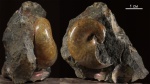 Phyllopachyceras sp.