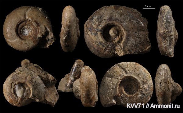 Uraloceras