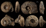 Подборка Uraloceras