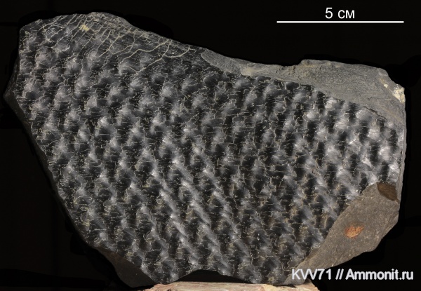 Lepidodendron