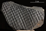 Lepidodendron