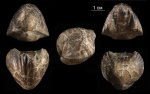 Tomestenoporhynchus rudkini (Ljachenko, 1959)